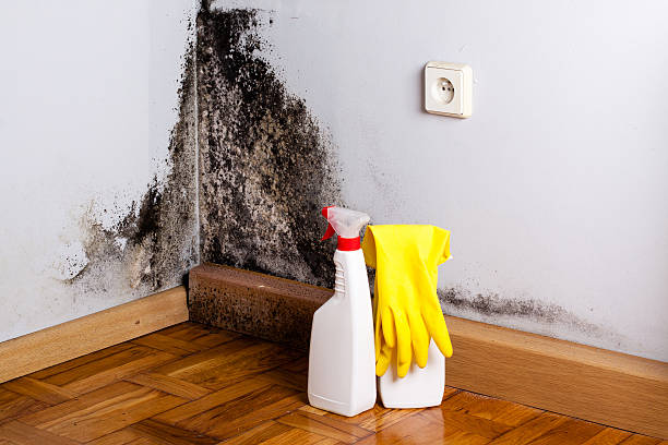 Certified Mold Removal in Rio Rancho Estates, NM
